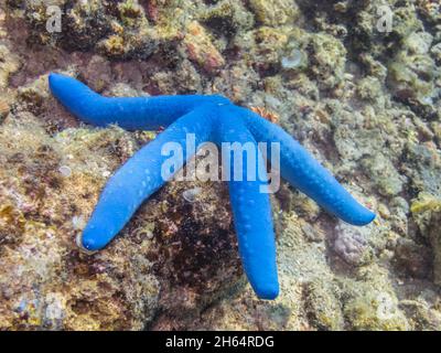 blue starfish on coral in the sea Stock Photo