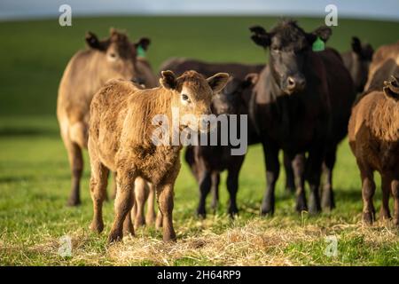 Stud Angus, wagyu, speckle park, Murray grey, Dairy and beef Cows and Bulls grazing on grass and pasture in a field. The animals are organic and free Stock Photo