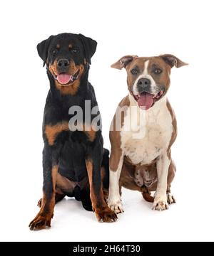 staffordshire bull terrier and rottweiler in front of white background  Stock Photo - Alamy