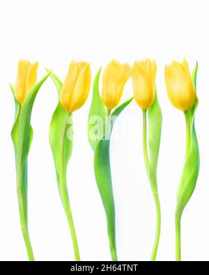 Lemon Tulips or Tulip Lemons. Five standing in a row, all the same but all so different. Stock Photo