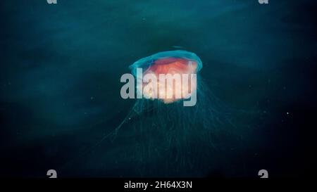 Jellyfish in the water near Fjällbacka Stock Photo