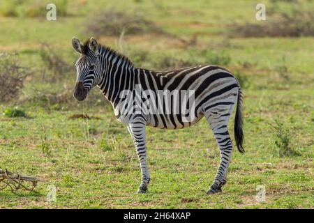 Closeup shot of a zebra in a jungle Stock Photo