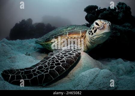A green sea turtle swimming along the ocean bottom Stock Photo