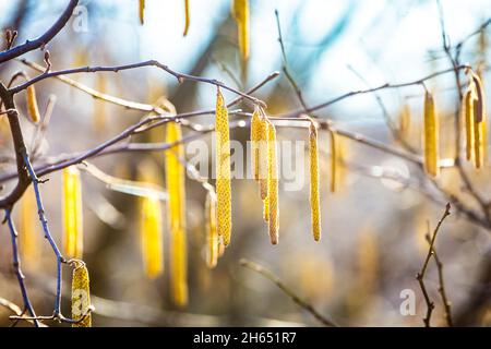Spring flowers male catkins of Common hazel Corylus avellana similar to earrings and small red female flowers on tree branch in sunlight, spring backg Stock Photo