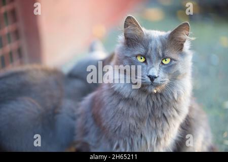 City cat. Gray fluffy cat walks on the street. Stock Photo