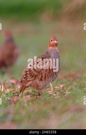 GREY PARTRIDGE (Perdix perdix) Scotland, UK. Stock Photo