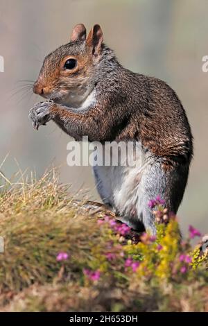 GREY SQUIRREL feeding in a wildlife garden, Scotland, UK. Stock Photo