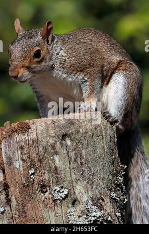 GREY SQUIRREL closeup, Scotland, UK. Stock Photo