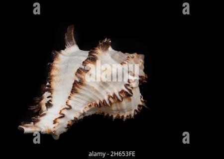 Beautiful large seashell on a black background. Stock Photo