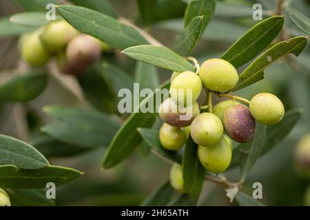 Close up of olive tree growing in Saint Catherine's Monastery in