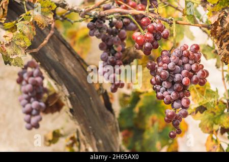 Beautiful red or black ripe grapes under the autumn sun with yellow leaves Stock Photo
