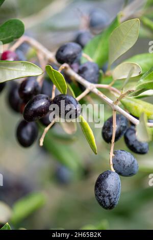Black and green ripe olives growing on the branch of an olive tree ready to be collected, close up, vertical Stock Photo