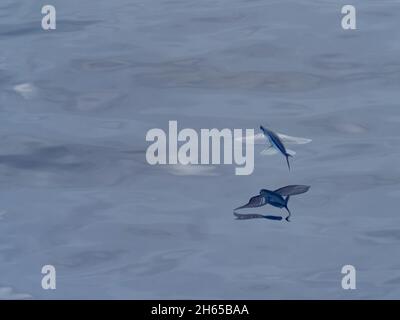 Flying fish, in the family Exocoetidae, while crossing the Atlantic Ocean on the expedition ship National Geographic Resolution Stock Photo