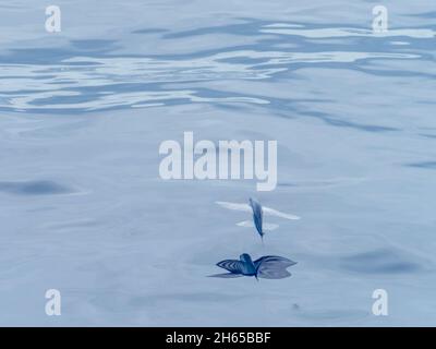 Flying fish, in the family Exocoetidae, while crossing the Atlantic Ocean on the expedition ship National Geographic Resolution Stock Photo