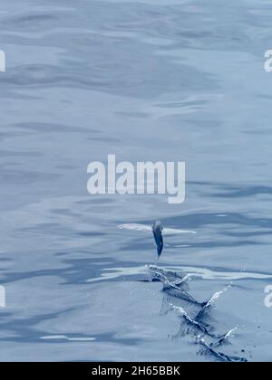 Flying fish, in the family Exocoetidae, while crossing the Atlantic Ocean on the expedition ship National Geographic Resolution Stock Photo