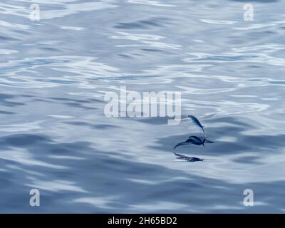 Flying fish, in the family Exocoetidae, while crossing the Atlantic Ocean on the expedition ship National Geographic Resolution Stock Photo