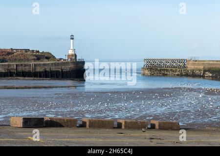 The lighthouse and harbour entrance at Maryport, a coastal town in Cumbria, England, UK Stock Photo