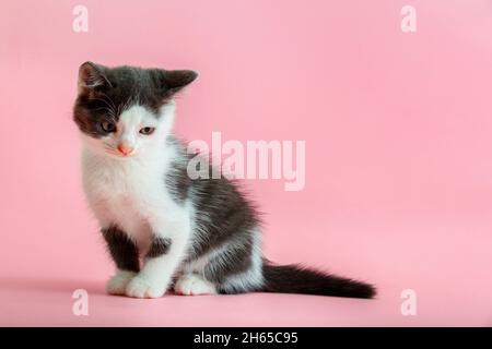 Small Black and white kitten on pink background with copy space. Spotted cat isolated on color background with copy space. Kid animal Shy with head Stock Photo