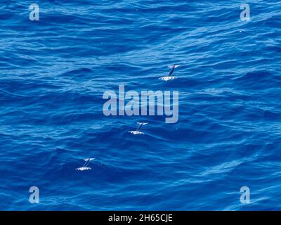 Flying squid, in the family Ommastrephidae, while crossing the Atlantic Ocean on the expedition ship National Geographic Resolution Stock Photo