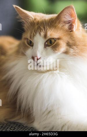 Closeup of white-orange cat. Stock Photo