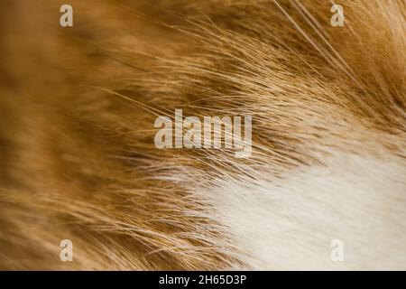 Closeup of white-orange cat fur and hair. Stock Photo
