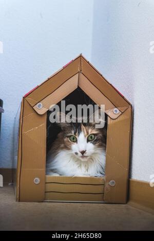 Orange-white-black female cat sitting in cardboard house. Stock Photo