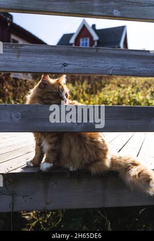 Orange cat sitting on a wooden platform outside. Stock Photo