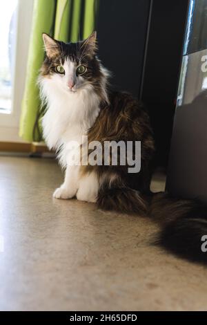 Black-white cat in front of speakers and curtain Stock Photo