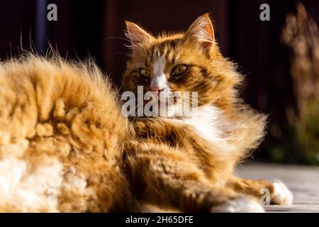 Orange cat lying on wooden planks outside. Stock Photo