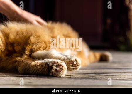 Paws of an orange cat lying on wooden planks outside. Stock Photo