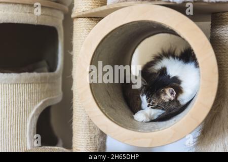 Cat with closed eyes lying or sleeping in wooden scratch tube. Stock Photo