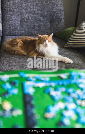 Relaxed orange-white norwegian cat on a couch. Blurred puzzle in the foredground. Stock Photo