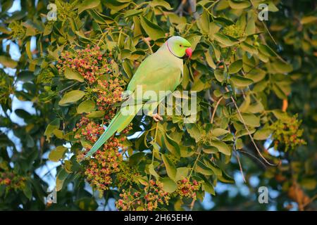 A male Rose-ringed Parakeet or Ring-necked Parakeet (Psittacula krameri) feeding on a fruit tree in India Stock Photo