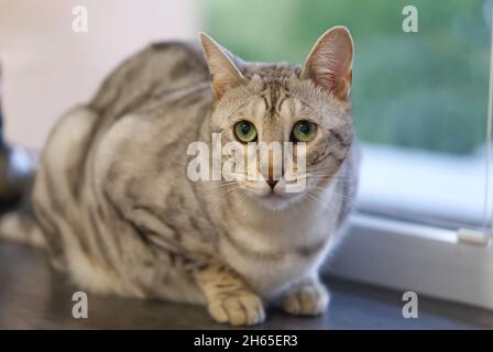 Portrait of a cute kitten silver bengal cat. Stock Photo