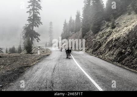 Cows walking down the road in a foggy forest Stock Photo
