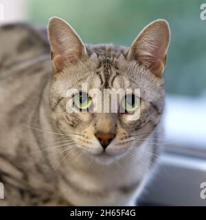 Portrait of a cute kitten silver bengal cat. Stock Photo