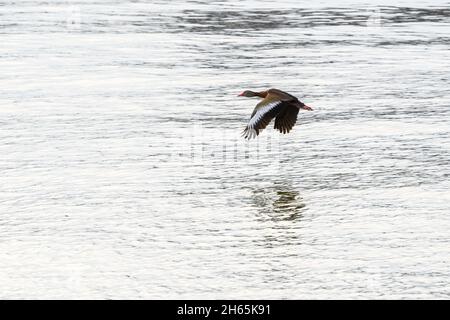 Black-bellied whistling duck in flight over the Mississippi River Stock Photo