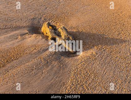 Coquina Rock on the Beach nature background of textures, shapes, sunlight and shadows. Stock Photo