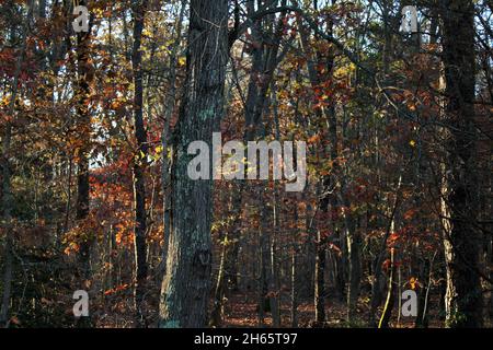 Sunlight Shining Through a Colorful Late Autumn Forest Stock Photo