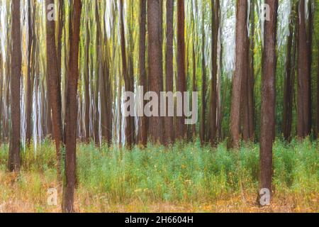Abstract forest blurred motion background, grass, bush and tree trunk. Art in nature, panning picture. Natural green background Stock Photo