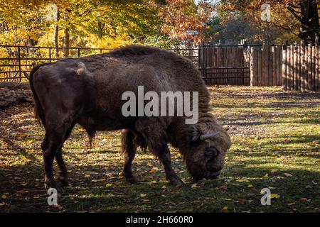 Adult male european bison in Wroclaw Zoological Garden in Poland. Autumn, sunny day. Stock Photo