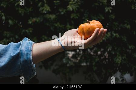 Background of hands holding min-pumpkin on autumn leaves Stock Photo