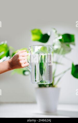Water jug in hand in front of beautiful healthy monstera in a pot Stock Photo