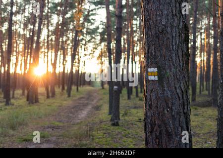 Hiking trail sign on tree trunk. Painted tourist mark in forest. Woodland trail. Sunset in pine forest Stock Photo