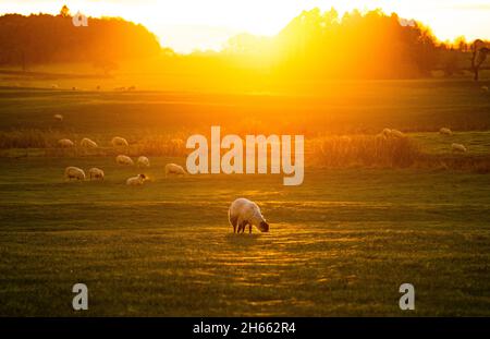 Longridge, Preston, Lancashire, UK. 13th Nov, 2021. The sunset catching the spiders' webs in a field grazed by sheep at Longridge, Preston, Lancashire, UK. Credit: John Eveson/Alamy Live News Stock Photo