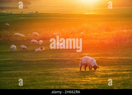 Longridge, Preston, Lancashire, UK. 13th Nov, 2021. The sunset catching the spiders' webs in a field grazed by sheep at Longridge, Preston, Lancashire, UK. Credit: John Eveson/Alamy Live News Stock Photo