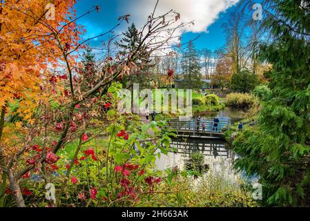 Longridge, Preston, Lancashire, UK. 13th Nov, 2021. The last of the autumn colours at the Japanese gardens in Avenham Park, Preston, Lancashire, UK. Credit: John Eveson/Alamy Live News Stock Photo