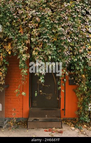 Dense rich ivy hanging over the retro metal door of a bright orange brick building. Vertical photo Stock Photo