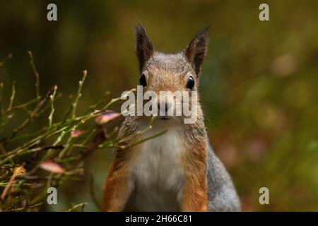 Close-up portrait of a curious Red squirrel, Sciurus vulgaris in Estonian boreal forest. Stock Photo