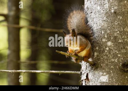 Active Eurasian red squirrel, Sciurus vulgaris stopping on a Spruce tree in Estonian boreal forest. Stock Photo